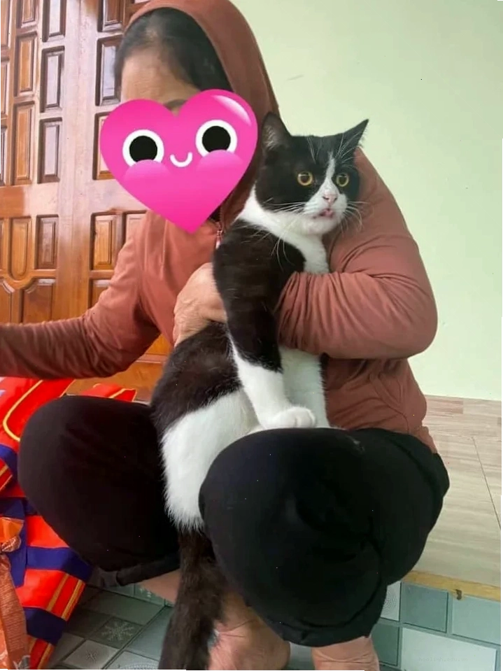cô gái ôm mèo