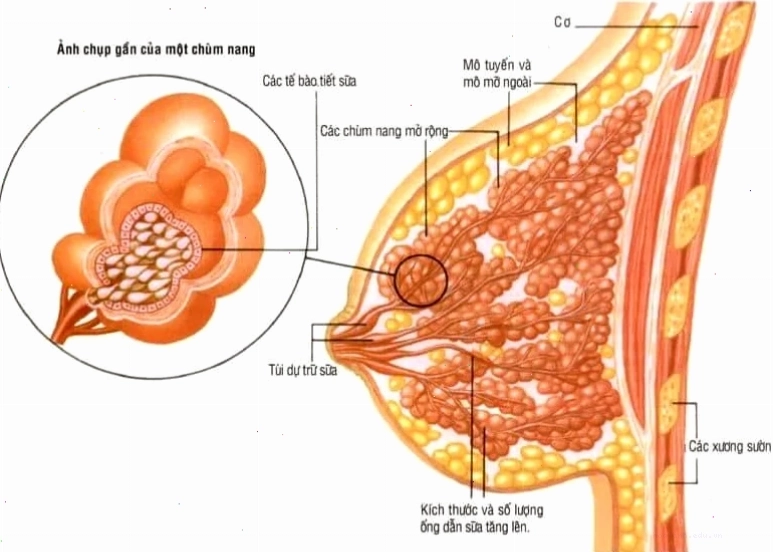 con trai sờ ngực con gái có to lên không hạnh phúc