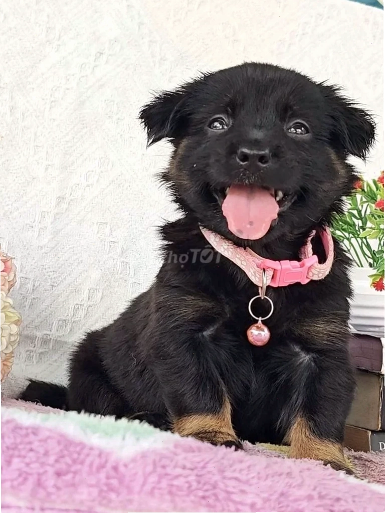 gái nhật mu to
