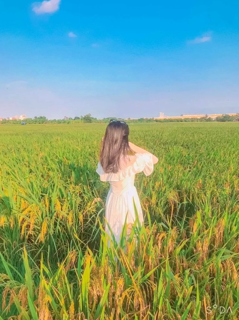 hình ảnh sau lưng cô gái vườn hoa hình ảnh sau lưng cô gái trong vườn hoa